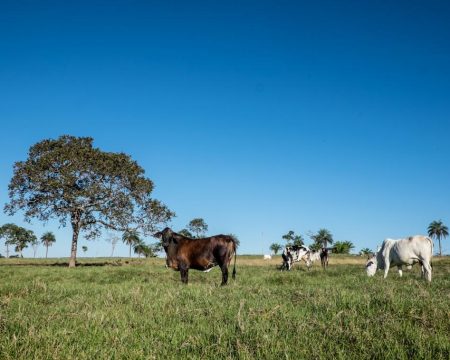 Prazo para retificação de Cadastro Ambiental Rural é prorrogado para 31 de dezembro