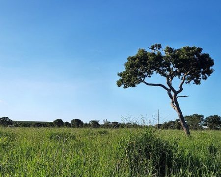 Presidente sanciona lei que retorna prazo para adesão ao Programa de Regularização Ambiental previsto no Código Florestal Brasileiro