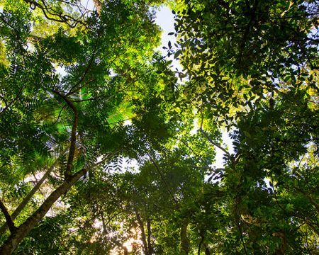 Manejo sustentável mantém florestas nativas em pé e gera renda