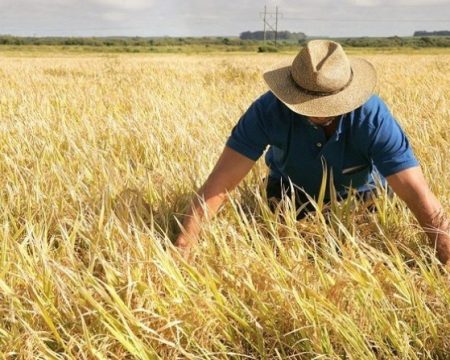 Produtores podem requerer composição de dívidas decorrentes de crédito rural