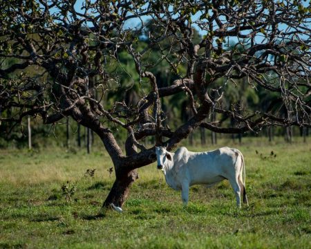 Produtor rural deve renovar autorização de funcionamento gratuitamente