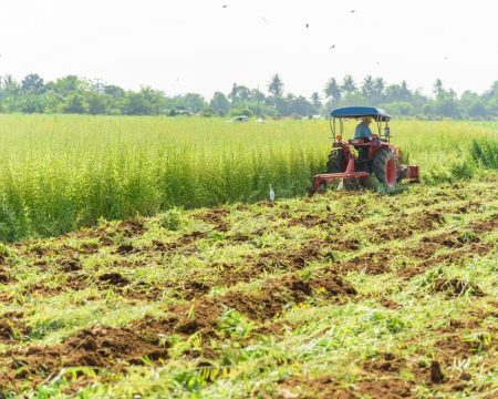 Adubação Verde: saiba o que são os adubos verdes e como eles melhoram a nutrição das plantas