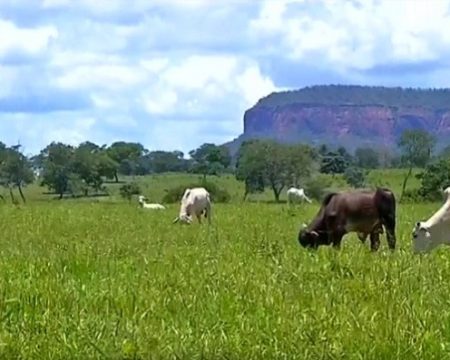 CNA e Embrapa lançam plano para recuperação ambiental de propriedades rurais