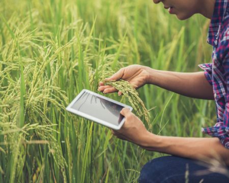 Como aumentar a produção agropecuária através do planejamento?