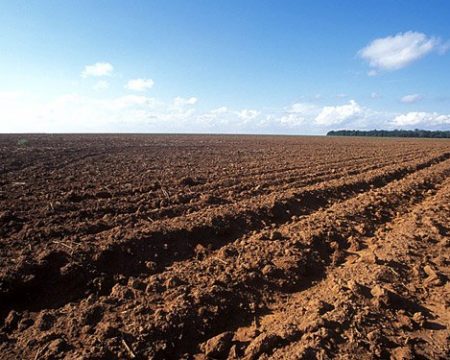 MT: Vazio sanitário de soja começa no dia 15/06