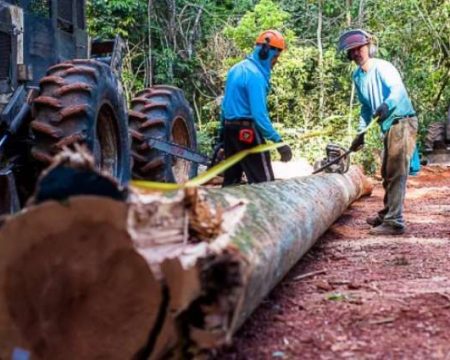 Período proibitivo para exploração do manejo sustentável vai até 1º de abril