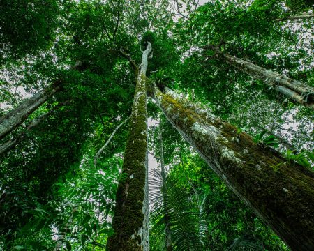 Mato Grosso tem 51% da abertura de áreas na Amazônia Legal com autorização ambiental