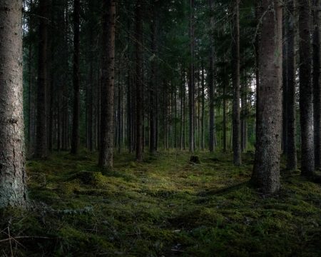 Produtor com floresta plantada para fim comercial precisa se cadastrar no Indea