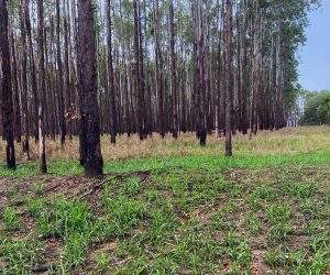 Ampliado em quatro anos a obrigação de georreferenciamento em propriedades rurais Ampliado em quatro anos a obrigação de georreferenciamento em propriedades rurais
