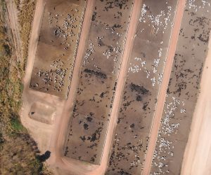 Licenciamento Bovino: o que é, quando é necessário e por que contar com apoio técnico especializado