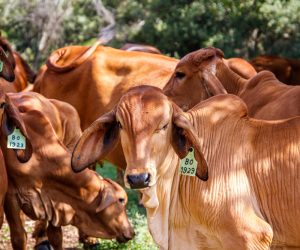 Acesso do gado ao rio pode virar crime ambiental e satélite já fiscaliza, multa multa chega a R$ 5 mil/ha