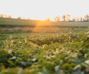 CMN ajusta normas referentes a impedimentos sociais, ambientais e climáticos para a concessão de crédito rural