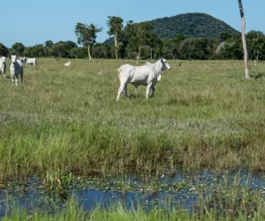 NOVAS REGRAS PARA ÁREAS ÚMIDAS E DRENAGEM AGRÍCOLA EM MATO GROSSO